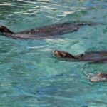 Marine Ecology Tour in La Paz Mexico - Final Thoughts