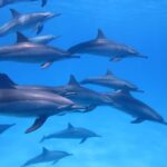 Marine mammal watching: dolphins and whales in Huatulco - What To Expect During Your Marine Mammal Tour in Huatulco