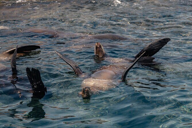 Marine Safari in La Ventana - Starting Point and Timing