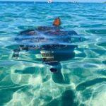 Martinique: Cruise and Snorkel with Turtles, Fish, and Corals - What You Can Expect at Each Stop