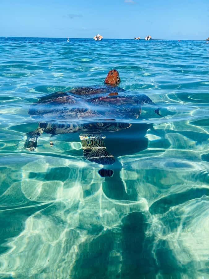 Martinique: Cruise and Snorkel with Turtles, Fish, and Corals - What You Can Expect at Each Stop