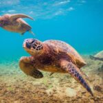 Maui Beach / Shoreline Snorkel - Key Points