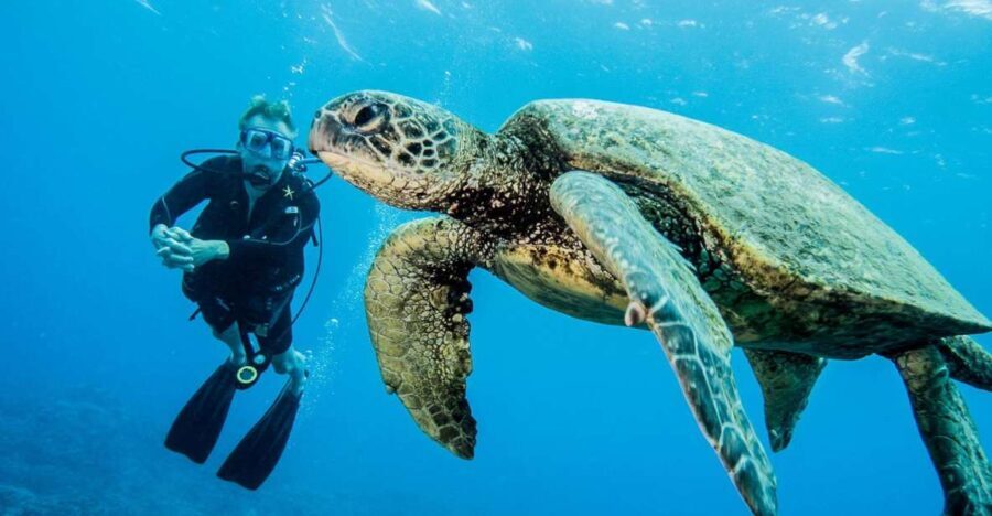 Maui: Beginner Discovery Scuba Dive Excursion from Lahaina - Practical Details and Considerations