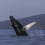 Maui: Deluxe Whale Watch Sail & Lunch from Ma`alaea Harbor - Practical Details and Considerations