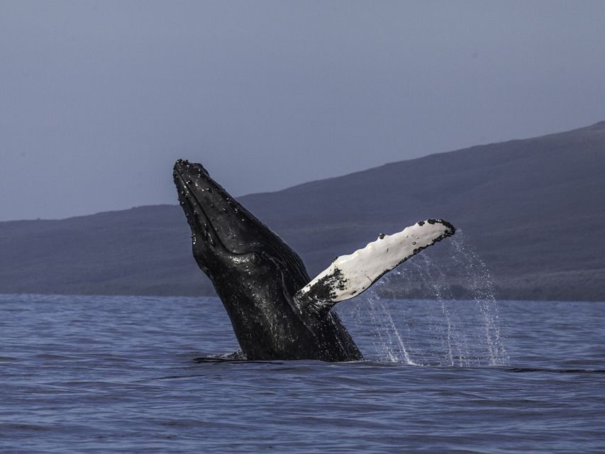 Maui: Deluxe Whale Watch Sail & Lunch from Ma`alaea Harbor - Practical Details and Considerations