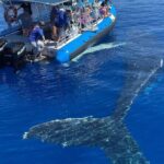 Maui Eco-Raft: Turtle Snorkel + Whale Watch Tour (*New 2n1 ) - The Value and Price Point