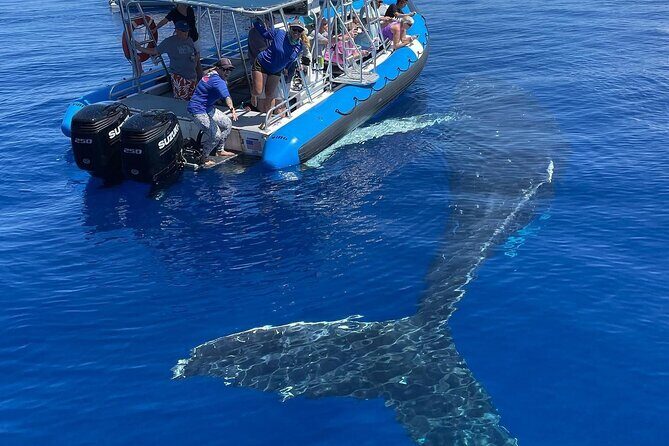 Maui Eco-Raft: Turtle Snorkel + Whale Watch Tour (*New 2n1 ) - The Value and Price Point