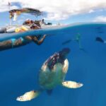 Maui Eco Raft: Turtle Snorkel + Whale Watch(Semi-Private) - Final Thoughts: Is This Tour for You?
