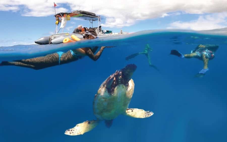 Maui Eco Raft: Turtle Snorkel + Whale Watch(Semi-Private) - Final Thoughts: Is This Tour for You?