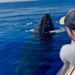 Maui: Epic Small Group Whale Watch - Key Points