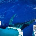 Maui: Ka'anapali Whale Watching Cruise on Luxury Sailboat - Authentic Experiences and Review Highlights