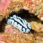 Maui: Lahaina Twilight and Night Eco Scuba Dive - Final Thoughts: Is It Worth It?