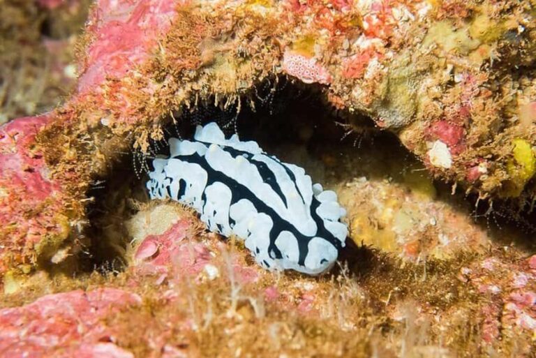 Maui: Lahaina Twilight and Night Eco Scuba Dive - Final Thoughts: Is It Worth It?