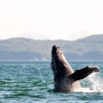 Maui: Luxury Catamaran Whale Watch & Sail - Witnessing the Whales