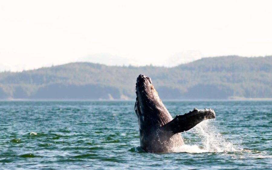 Maui: Luxury Catamaran Whale Watch & Sail - Witnessing the Whales