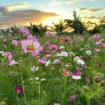 Maui: Mango Farm Sunset Tour with Fruit Tasting and Photos - Walking Through the Tropical Paradise