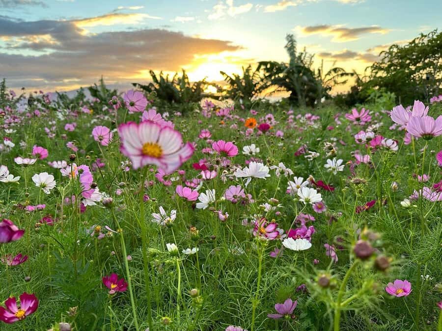 Maui: Mango Farm Sunset Tour with Fruit Tasting and Photos - Walking Through the Tropical Paradise