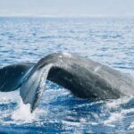 Maui: Midmorning Sail with the Whales Lahaina Harbor - Who Will Love This Tour?
