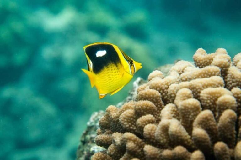 Maui: Molokini Express Snorkeling Tour - 2 hours - A Closer Look at the Experience