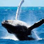 Maui: Molokini Snorkel and Whale Watching Tour - 2.5 hours - The Cost and Its Value