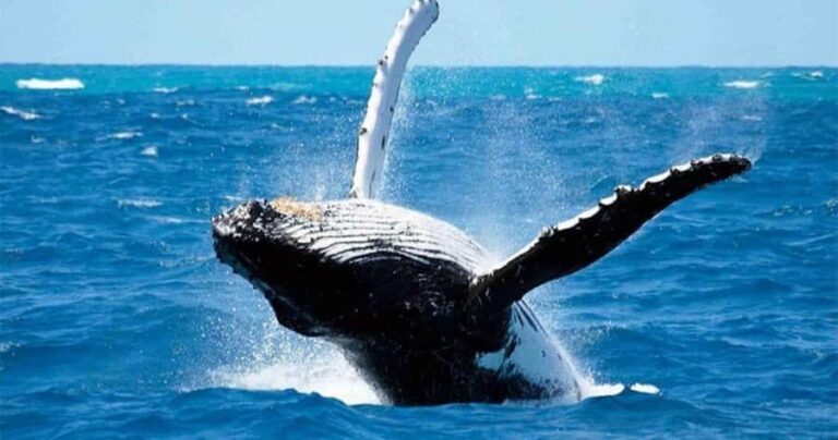 Maui: Molokini Snorkel and Whale Watching Tour - 2.5 hours - The Cost and Its Value