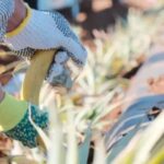 Maui: Pineapple Planting Experience - What You Can Expect from the Tour