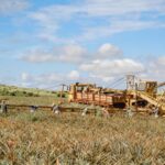 Maui Pineapple Tour: Farm and Feast Experience - What Travelers Are Saying