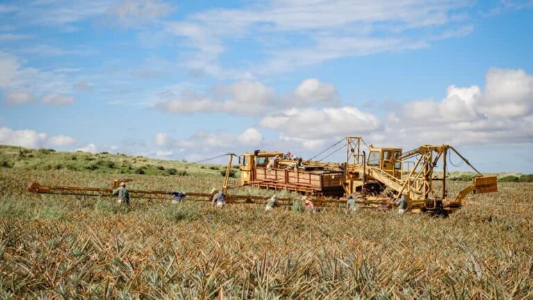 Maui Pineapple Tour: Farm and Feast Experience - What Travelers Are Saying