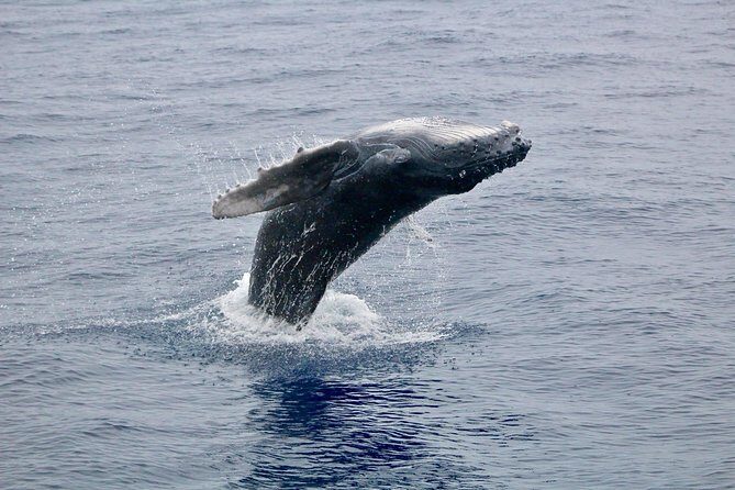 Maui Premium Sunset Dinner Cruise & Whale Watch - Wildlife Encounters and Marine Life