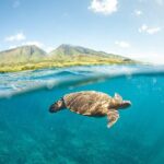 Maui Snorkel Sail Adventure with Lunch and Whale Watching - The Sum Up