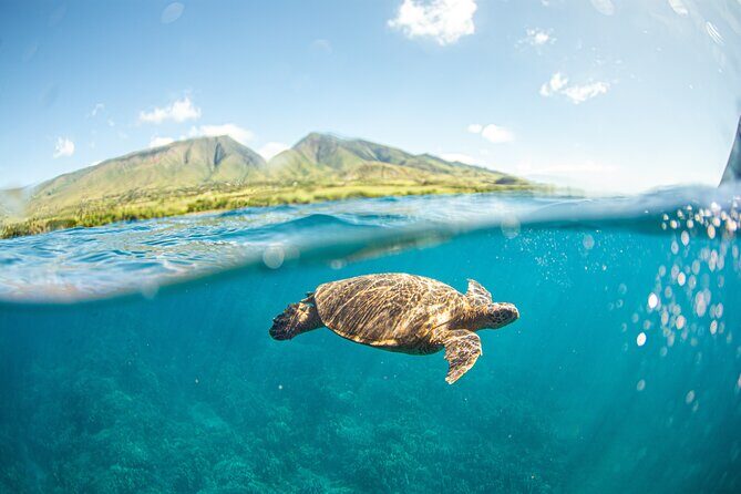 Maui Snorkel Sail Adventure with Lunch and Whale Watching - The Sum Up