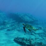 Maui Snorkeling Boat Tour to Turtle Town Aboard Quicksilver - Snorkeling at Turtle Town and Coral Gardens