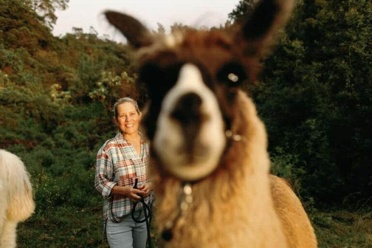 Maui: Sunset Llama Trek on Haleakala - The Detailed Itinerary and What to Expect