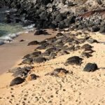 Maui Tour : Road to Hana Day Trip from Kahului Lunch, Water, Chip - Transportation and Group Size