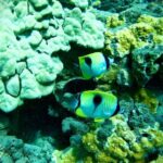 Maui: Turtle Town Snorkeling Tour with a Marine Biologist - The Snorkeling Experience: Highlights and Details