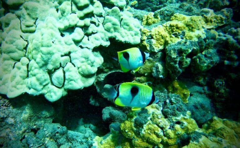 Maui: Turtle Town Snorkeling Tour with a Marine Biologist - The Snorkeling Experience: Highlights and Details