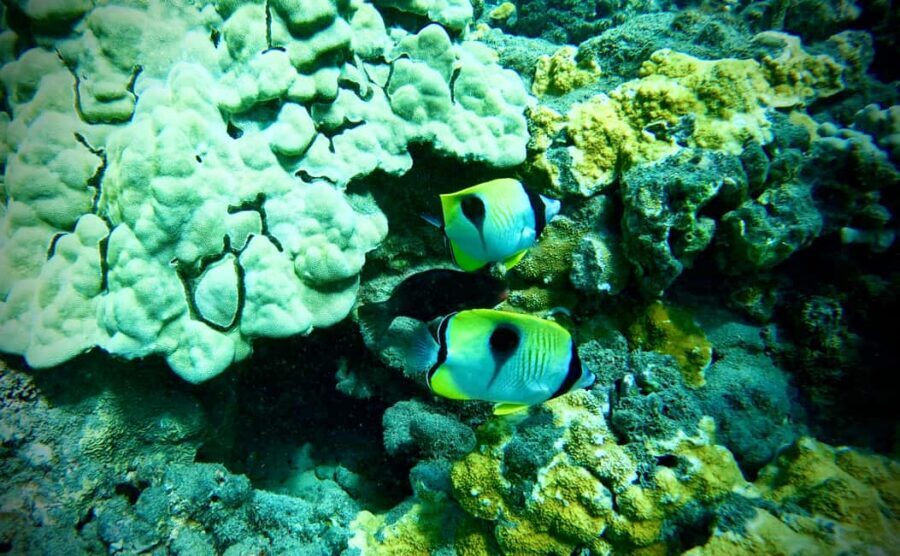 Maui: Turtle Town Snorkeling Tour with a Marine Biologist - The Snorkeling Experience: Highlights and Details