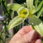 Maui Vanilla Farm Private Tour - Why This Tour Offers Good Value