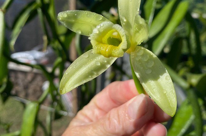 Maui Vanilla Farm Private Tour - Why This Tour Offers Good Value