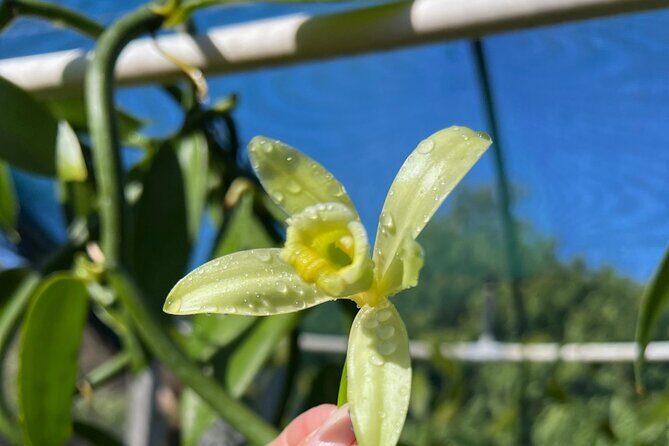 Maui Vanilla Farm Tour Discover Organic Farming and Tasting - Pricing and Value