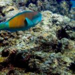 Maui: West Side Discovery Kayak & Snorkel from UKUMEHAME - Who Should Consider This Tour?