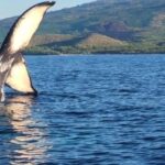 Maui: Whale Watching Tour - 1.5 hours - The Itinerary: What to Expect During This 1.5-Hour Adventure