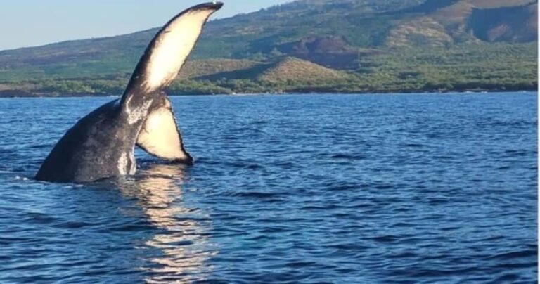 Maui: Whale Watching Tour - 1.5 hours - The Itinerary: What to Expect During This 1.5-Hour Adventure