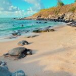 Maui's Sea Turtle & Waterfalls: Taste of Hana Guided Tour - The Sum Up