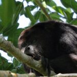 Mayan Jungle Adventure (Private, Full Day) - What Past Travelers Say