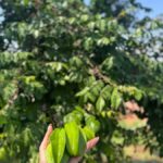 Mazatlán: Fruit Tour with Lunch and Mezcal Tasting - Who Will Appreciate This Tour?