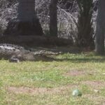 Mazunte-Ventanilla and Zipolite Ecotour - Transportation, Timing, and Practicalities