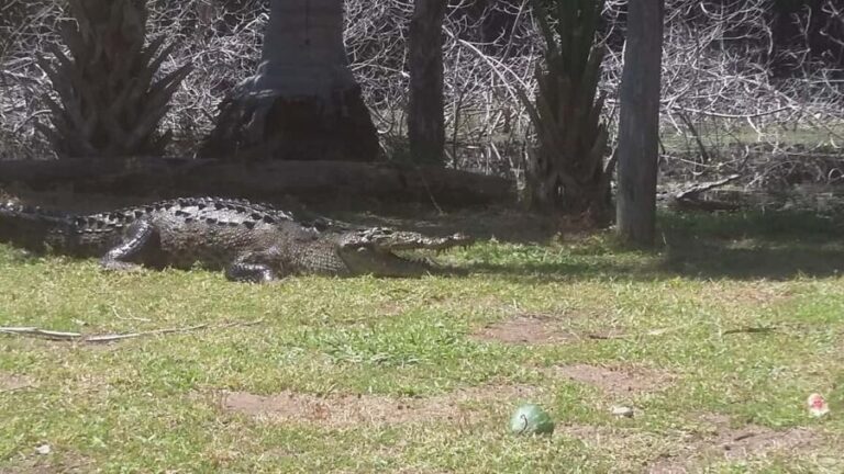 Mazunte-Ventanilla and Zipolite Ecotour - Transportation, Timing, and Practicalities