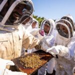 Meet the Bees Guided Apiary Tour and Honey Tasting - The Value of the Experience