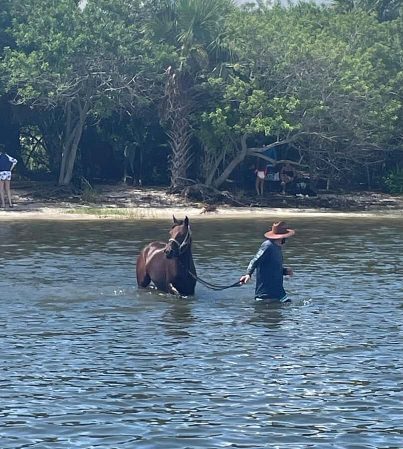 Melbourne: 2-Hour Dolphin & Manatee River Tour - A Closer Look at the Tour Experience